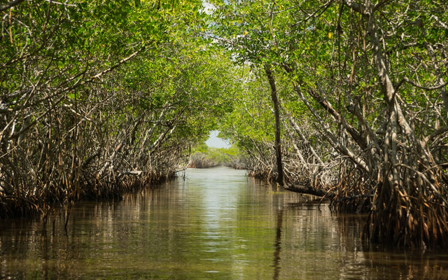 Everglades